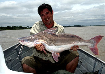 1927_Argentine Angling Adventures_Flatwhiskered Catfish_Pinirampus pirinampu.jpg